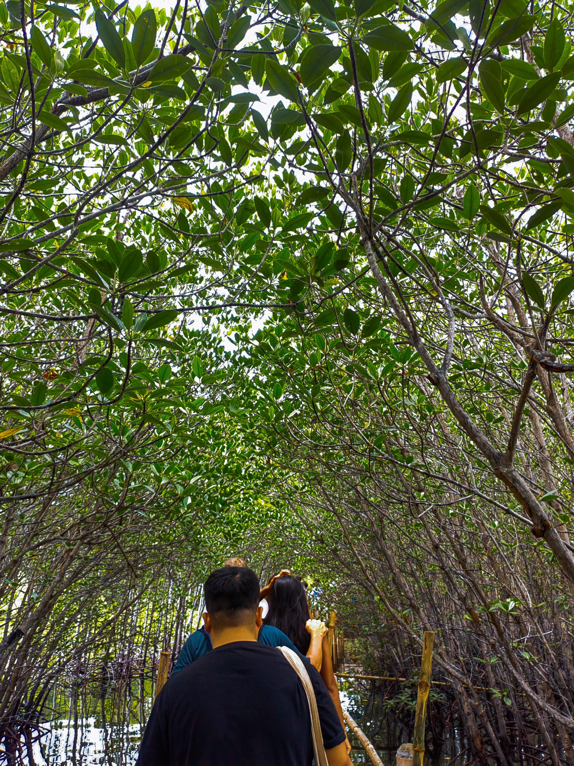 vacation in bantayan island, Mangrove Eco Park